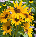 HELIANTHUS petiolaris  (Prairie Sunflower)