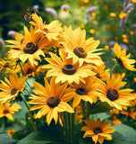 HELIANTHUS petiolaris  (Prairie Sunflower)