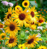 Helianthus maximiliani (Maximilian Sunflower)