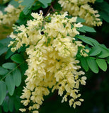 Koelreuteria paniculata nana (Dwarf Golden Rain Tree)