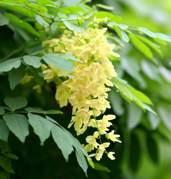 Koelreuteria paniculata nana (Dwarf Golden Rain Tree)