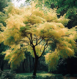 Koelreuteria paniculata nana (Dwarf Golden Rain Tree)