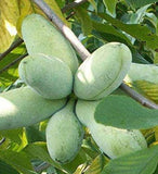 Asimina triloba Improved (Improved Common Pawpaw, Pawpaw, Custard Apple)