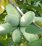 Asimina triloba (Common Pawpaw, Pawpaw, Custard Apple)