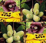 Asimina triloba 'Select Seed' (Selected Common Pawpaw, Pawpaw, Custard Apple)