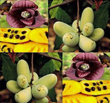 Asimina triloba (Common Pawpaw, Pawpaw, Custard Apple)