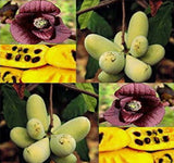 Asimina triloba Improved (Improved Common Pawpaw, Pawpaw, Custard Apple)