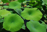 Nelumbo lutea (American lotus, Yellow sacred lotus, Yellow lotus)