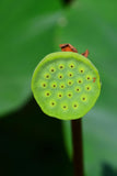 Nelumbo lutea (American lotus, Yellow sacred lotus, Yellow lotus)