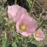 SPHAERALCEA ambigua (Desert Globemallow)