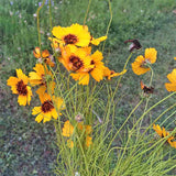 THELESPERMA filifolium (Greenthread)