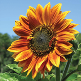 HELIANTHUS Annuus 'Autumn Beauty' (Sunflower - Autumn Beauty)