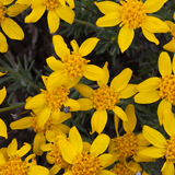 ERIOPHYLLUM lanatum (Oregon Sunshine)