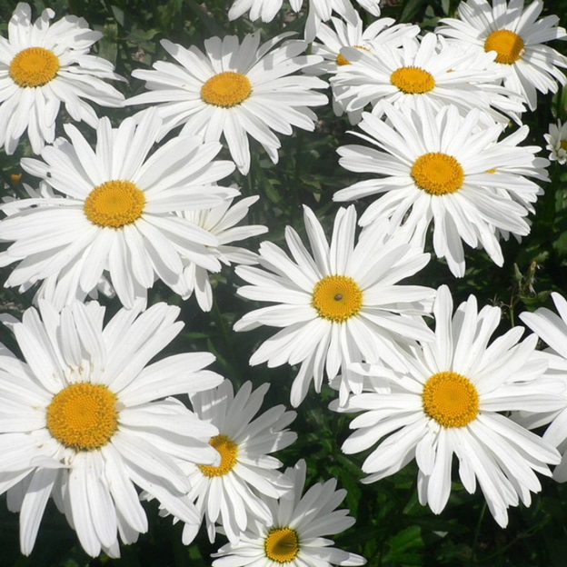 How to Grow and Care for the Oxeye Daisy