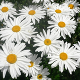 Chrysanthemum leucanthemum (Ox-Eye Daisy)