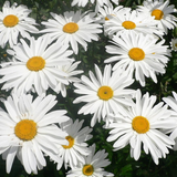 Chrysanthemum leucanthemum Ox-Eye Daisy