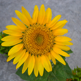 HELIANTHUS Annuus (Wild Sunflower)