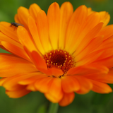 Calendula offinalis (Calendula, Orange: Ball's Orange)