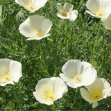 ESCHSCHOLZIA californica 'White Linen' (California Poppy, White - White Linen)