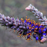 AMORPHA canescens Leadplant