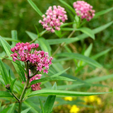 ASCLEPIAS incarnata (Swamp Milkweed)