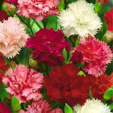 DIANTHUS caryophyllus ('Chabaud Mix' Clove Carnation)