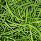 Burpee Stringless Green, Bush Bean (Phaseolus vulgaris)