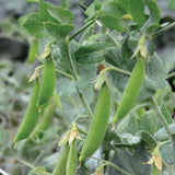 Tendersweet Pea, Edible Pod Snap Pea (Pisum sativum)