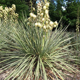 Yucca glauca (Soapweed Yucca, Soapweed, Great Plains Yucca)