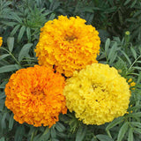 TAGETES erecta 'Crackerjack' (African Marigold - Crackerjack)