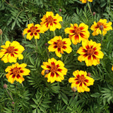 TAGETES patula 'Naughty Marietta' (French Marigold, Single - Naughty Marietta)