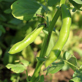 Broad Windsor, Fava Bean (Vicia faba)