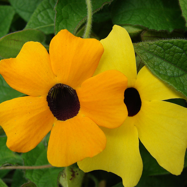Thunbergia