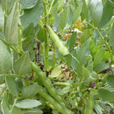 Broad Windsor, Fava Bean (Vicia faba)