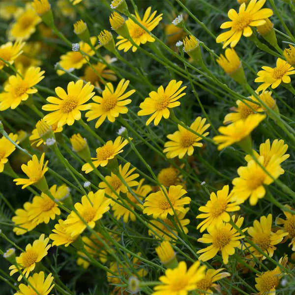 Thymophylla