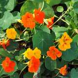 Tropaeolum majus (Nasturtium, Single Mixed)