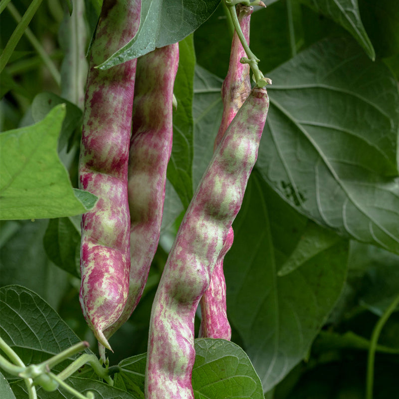French Horticultural Green, Bush Bean (Phaseolus vulgaris)
