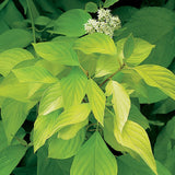 Cornus alba (Tartarian Dogwood)