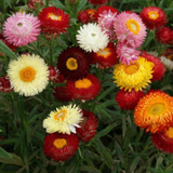 HELICHRYSUM bracteatum (Strawflower, Dwarf Mixed)