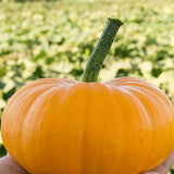 Bumpkin PMT F1 Hybrid Pumpkin (Cucurbita maxima)