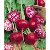 Chioggia Beet (Beta vulgaris)