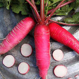 China Rose Pink Stem Radish, Sprouting (Raphanus sativus)