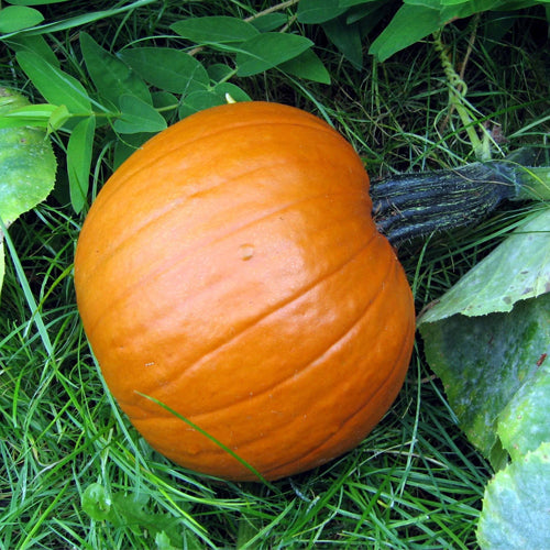 Spookie Pumpkin (Cucurbita maxima)
