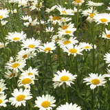 Chrysanthemum maximum ('Alaska' Shasta Daisy - Alaska)