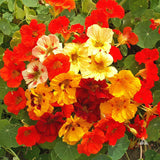 Tropaeolum 'Jewel Mix' (Nasturtium, Dwarf Mixed - Jewel Mix)