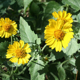 VERBESINA encelioides (Golden Crownbeard)