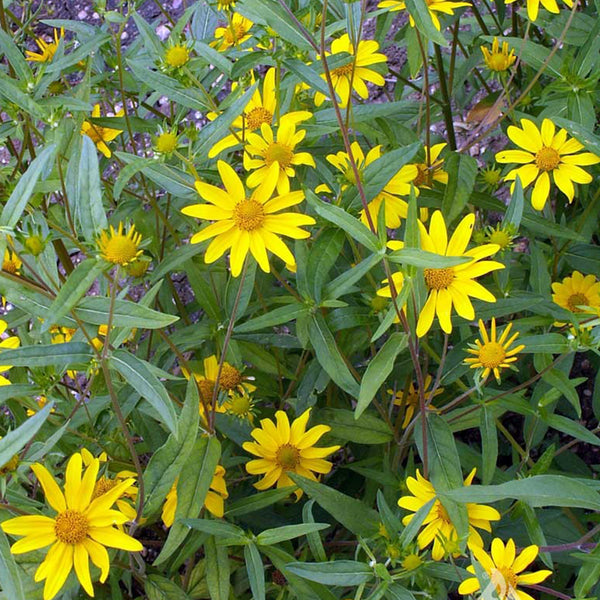 Viguiera (Heliomeris)