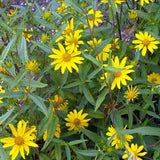 VIGUIERA multiflora (Showy Goldeneye)