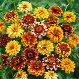 Zinnia haageana 'Persian Carpet' (Mexican Zinnia - Persian Carpet)