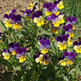 Viola cornuta 'Helen Mount' (Johnny Jump-Up)
